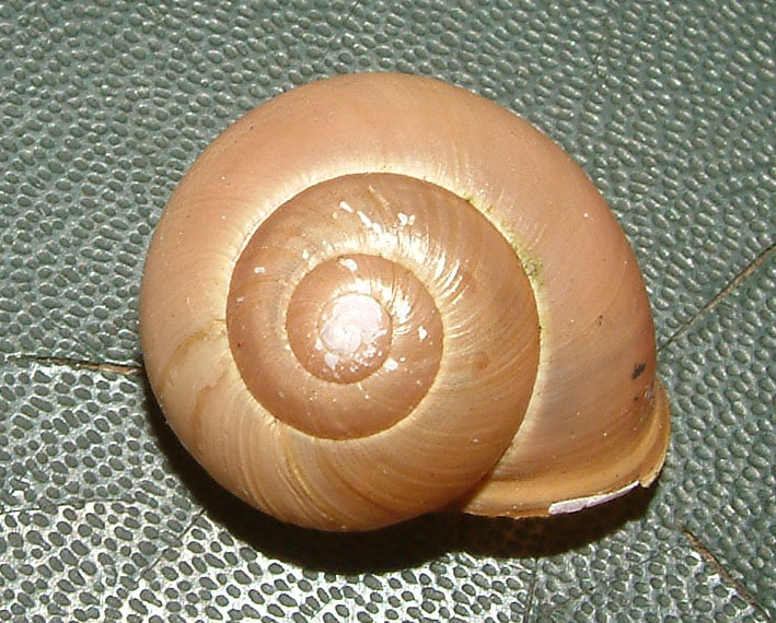 Cepaea (Cepaea) nemoralis (Linnaeus, 1758) dalla Germania